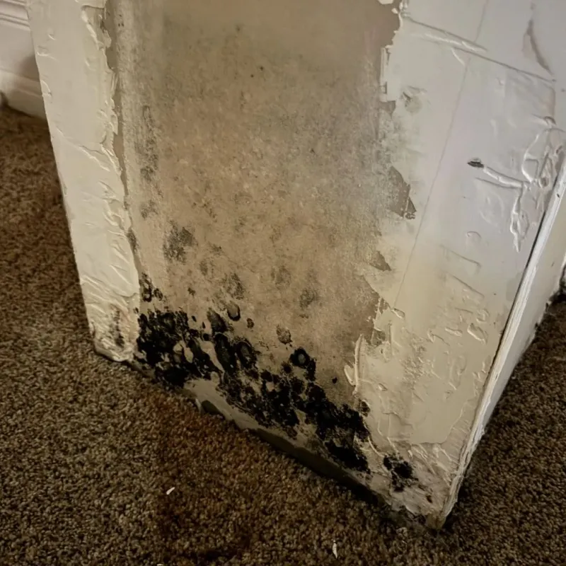 Professional Mold Removal in Washington County, WI